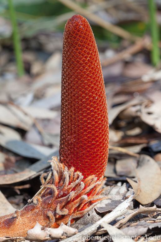 banksia cone